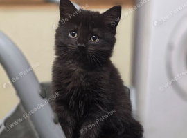 2x Female black kittens looking for loving homes