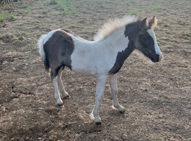 Cob cross Dartmoor colt foal
