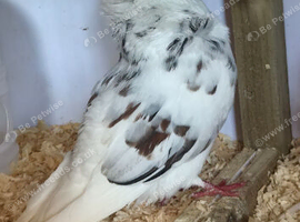 Breeding Pair of Capucines