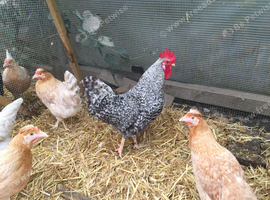 Breeding Group of Olive Eggers