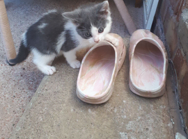 Grey and white girl kitten