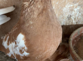Breeding pair of lemon tumblers