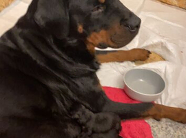 Big Rottweiler pups
