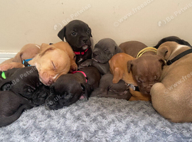 2 x cane corso x staffy girls
