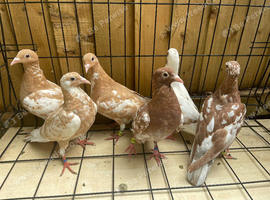 High quality Muleuman and yellow racers pigeons for sale in Birmingham