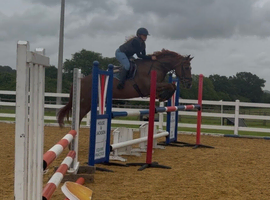 15.2h 11 year old been there done it loves to jump