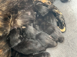 4 lovely kittens