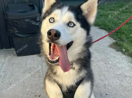 Dog for sale