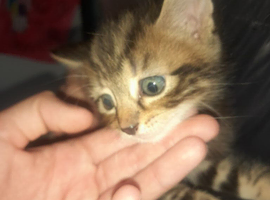8 week old tabby kittens