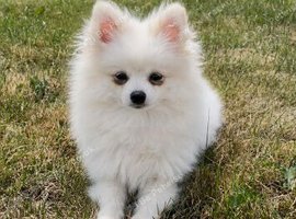 Pomeranian white male 10 months old
