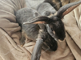 Pair of female young bunnies