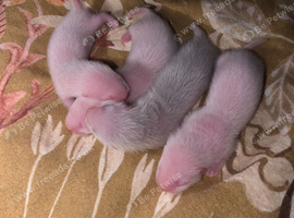 Baby ferrets