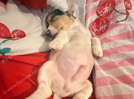 Male puppy Chihauah x Jack 8 weeks old READY