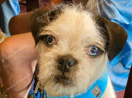 Griffin Bruxellois x Panda Pug for stud