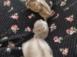 2 baby russian dwarf hammys for sale