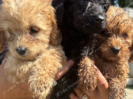 4 Little Boy Cockapoos