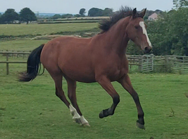 3 year old registered irish draught mare.