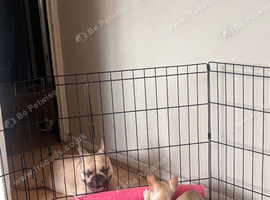 ONLY 2 LEFT NEED TO GO ASAP Beautiful French Bulldog Puppies - Ready for Their Forever Homes