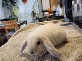 Beautiful Mini lop looking good a home