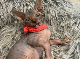 Mixed Sphynx kittens - Ready now!