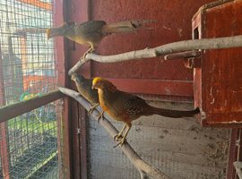 Golden Pheasants for sale