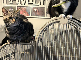 Two cats to go together