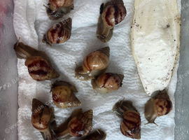 12 Giant African Land Snail (Lissachatina fulica)