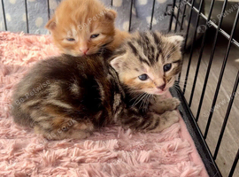 Two fluffy kittens!