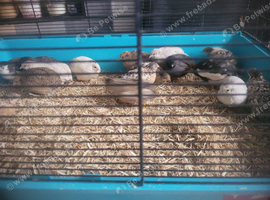 Button quail