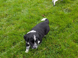 Beautiful cocker spaniel X border collie puppies for sale