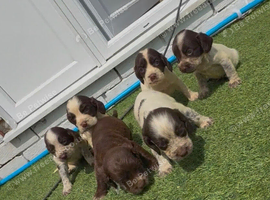 Cocker spaniel puppies