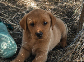 Kc Registered Labrador Retriever puppies