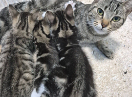 3 beautiful male kittens