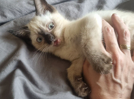 Sealpoint ragdoll