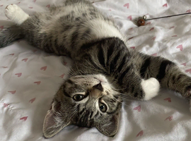 Bengal/Tabby beautiful kittens