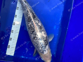 2 large koi