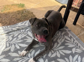 Hi my name is Reggie