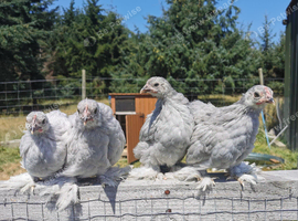 Lavender Pekin Bantam Pullets