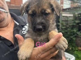 German shepherd puppies