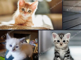 Wanted kitten