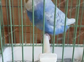 Lovely female budgie