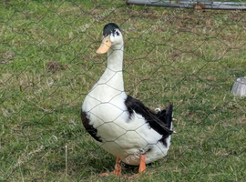 Cayuga pekin drake