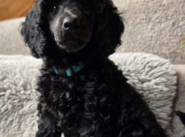 READY NOW! Exceptional Quality Moyen Poodles