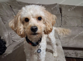 Cavapoo