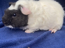 Beautiful swiss and Sheltie baby