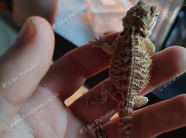 baby bearded dragons