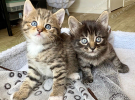 Two lovely female kittens looking for homes- ready 22/09