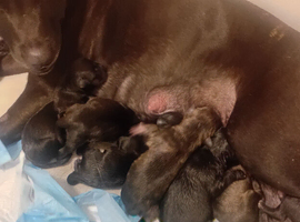 Staffordshire bull terrier puppies