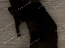 6 month cat for sale