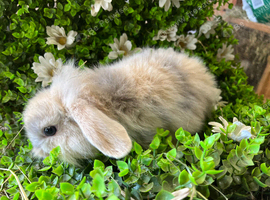 Gorgeous pure Mini lops and mini lion lops